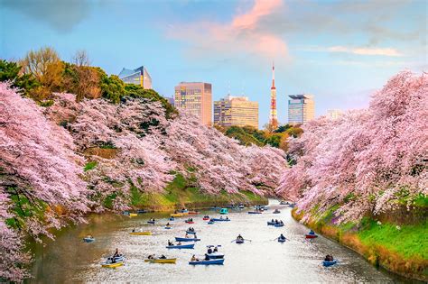 salimbobog|No need to go to Japan to see cherry blossoms. We .